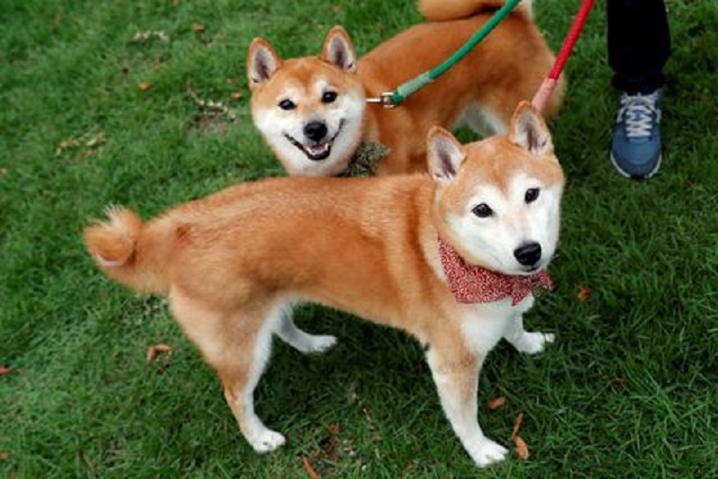 dogecoin_800x533_l_1645007962